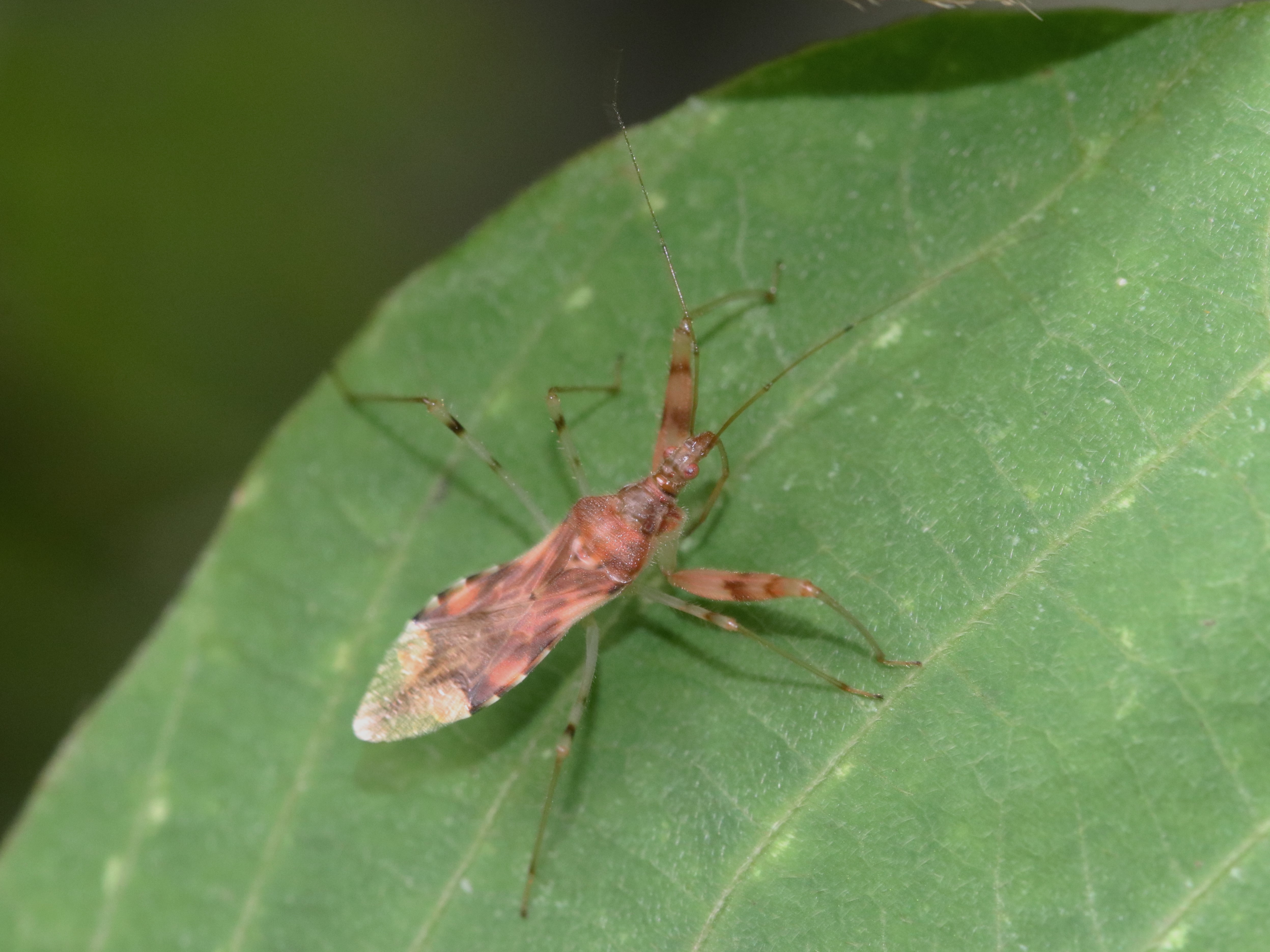葉上のアカマキバサシガメ３